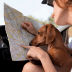 Viaja con tu mascota