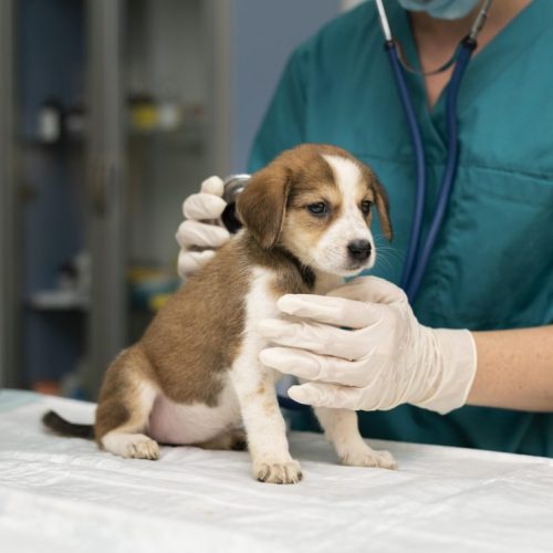cerca-veterinario-cuidando-perro-1124x748