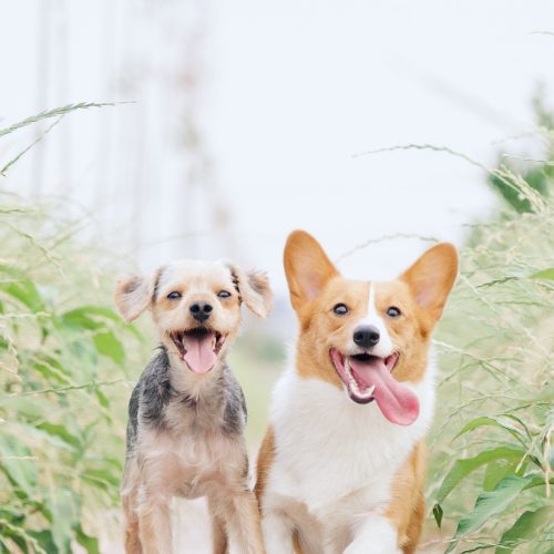dogs-clear-bg